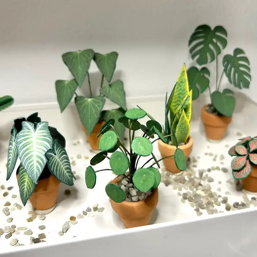 Pilea Peperomioides UGC 11