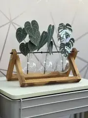 plant-2