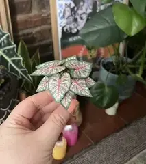Plant 3