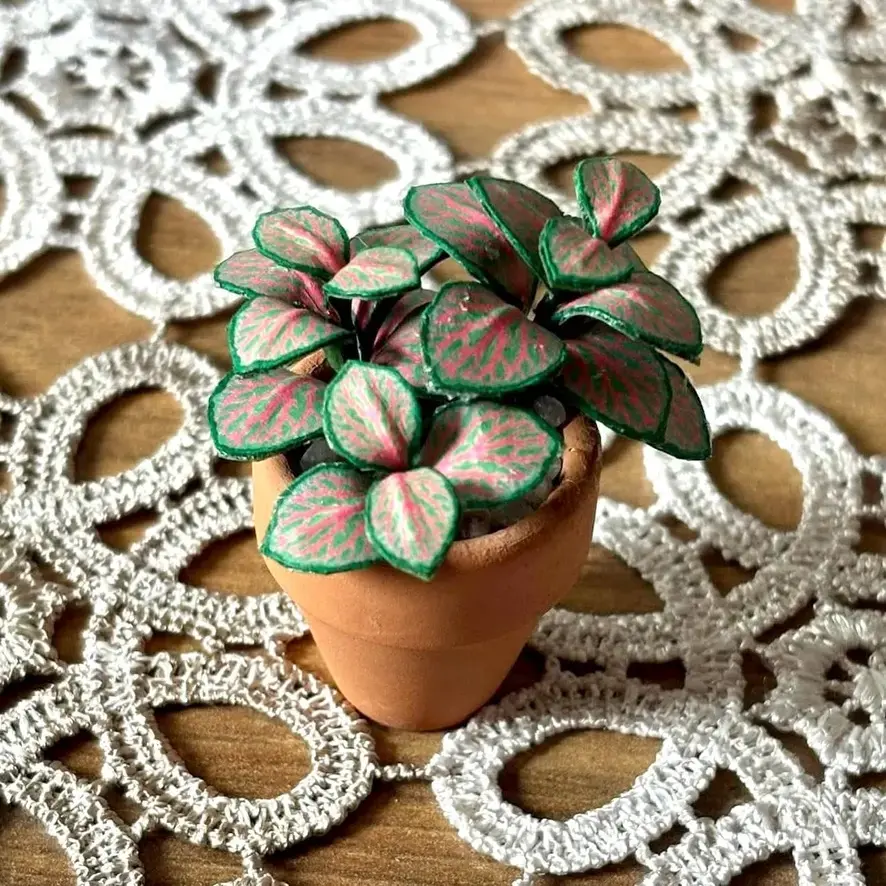 Fittonia UGC 7