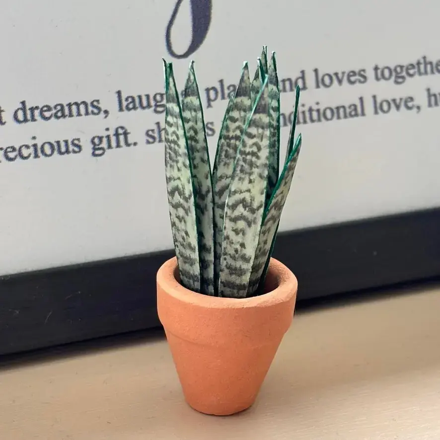 Sansevieria Snake Plant UGC 2
