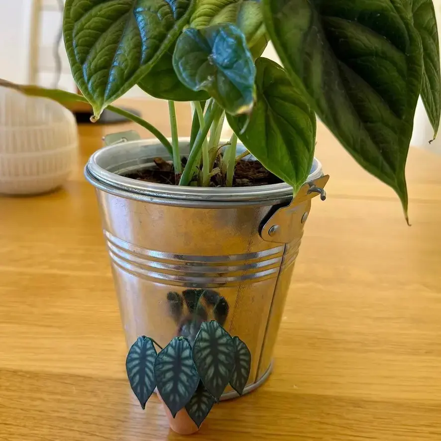 Alocasia Dragon Scale UGC 12