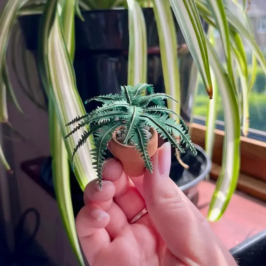 Fern UGC 7