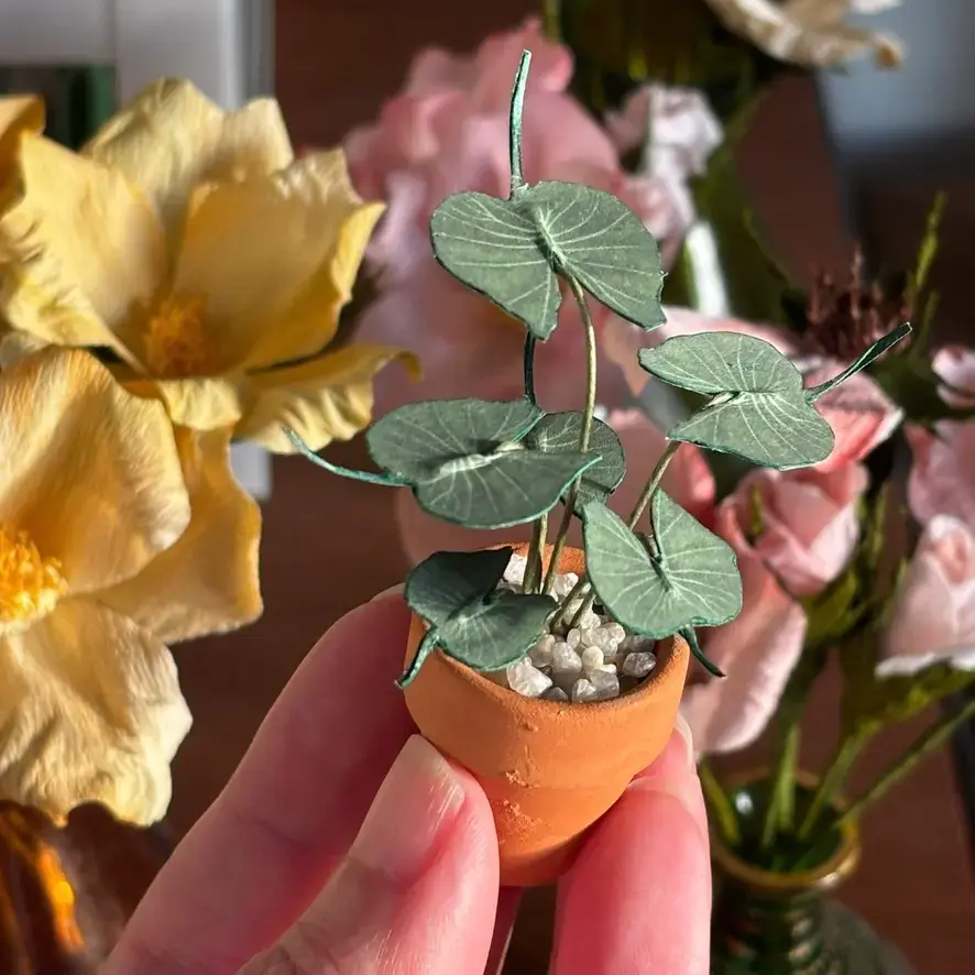 Alocasia Stingray UGC1