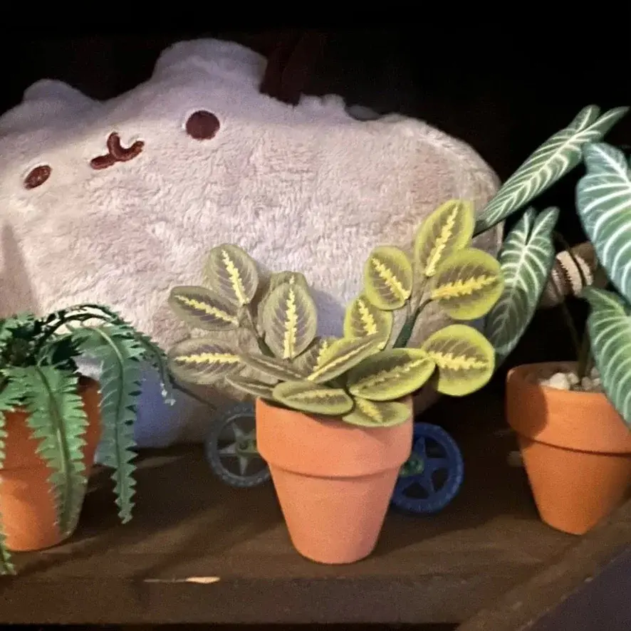 Prayer Plant UGC 6