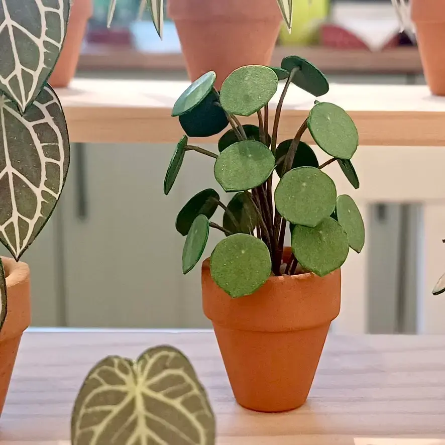 Pilea Peperomioides UGC 6