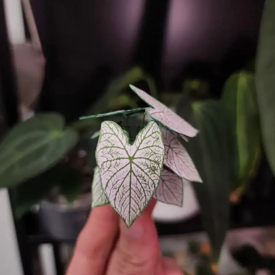 Caladium White Christmas UGC 4
