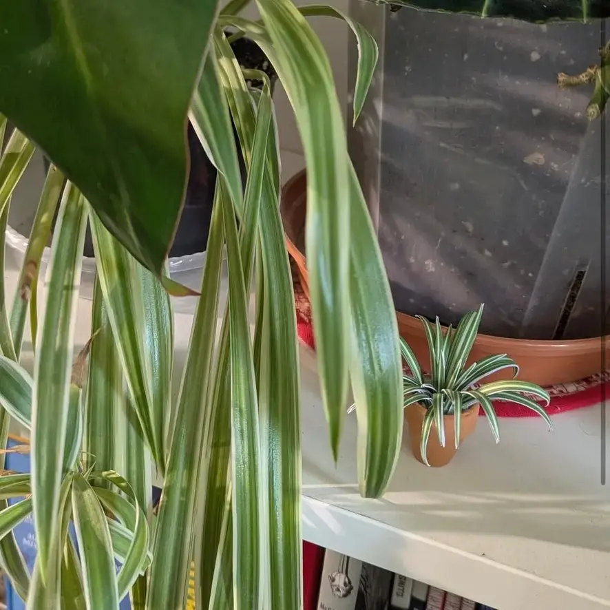 Spider Plant UGC 19