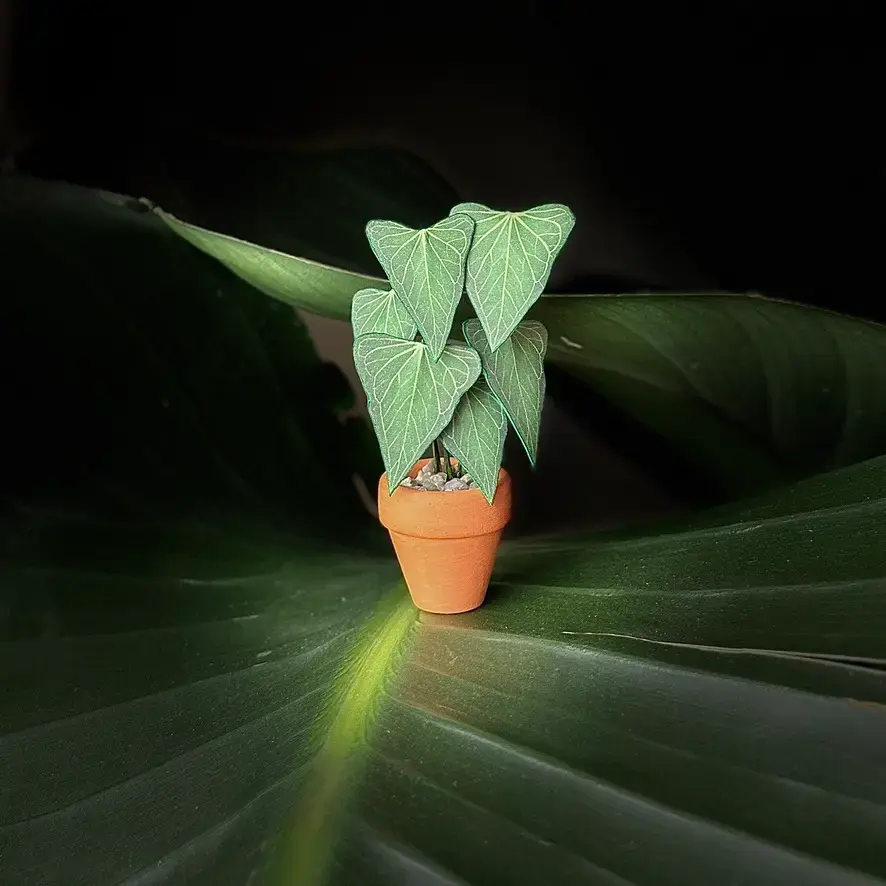 Anthurium Delta Force