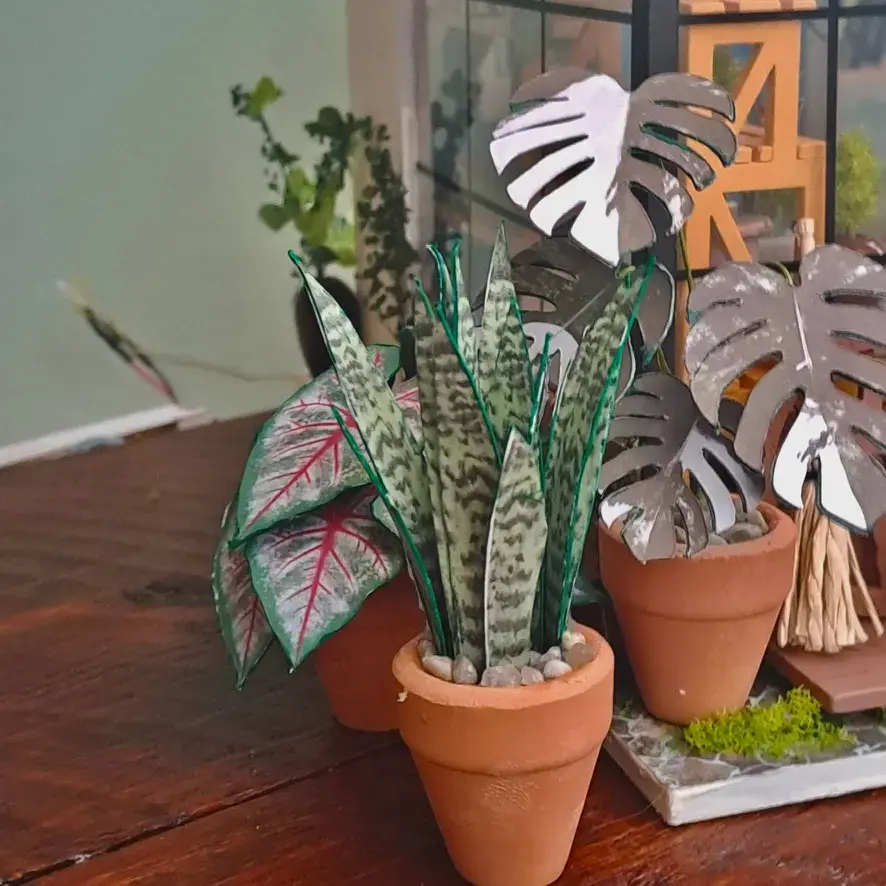 Sansevieria Snake Plant UGC 4