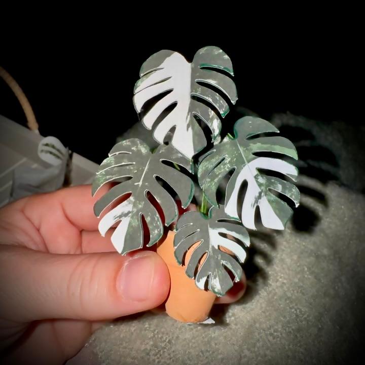 Monstera Albo UGC 20