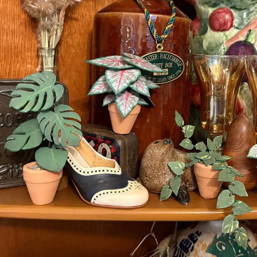 Monstera Deliciosa UGC 5