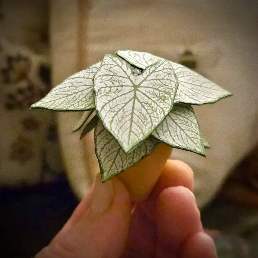 Caladium White Christmas UGC 15