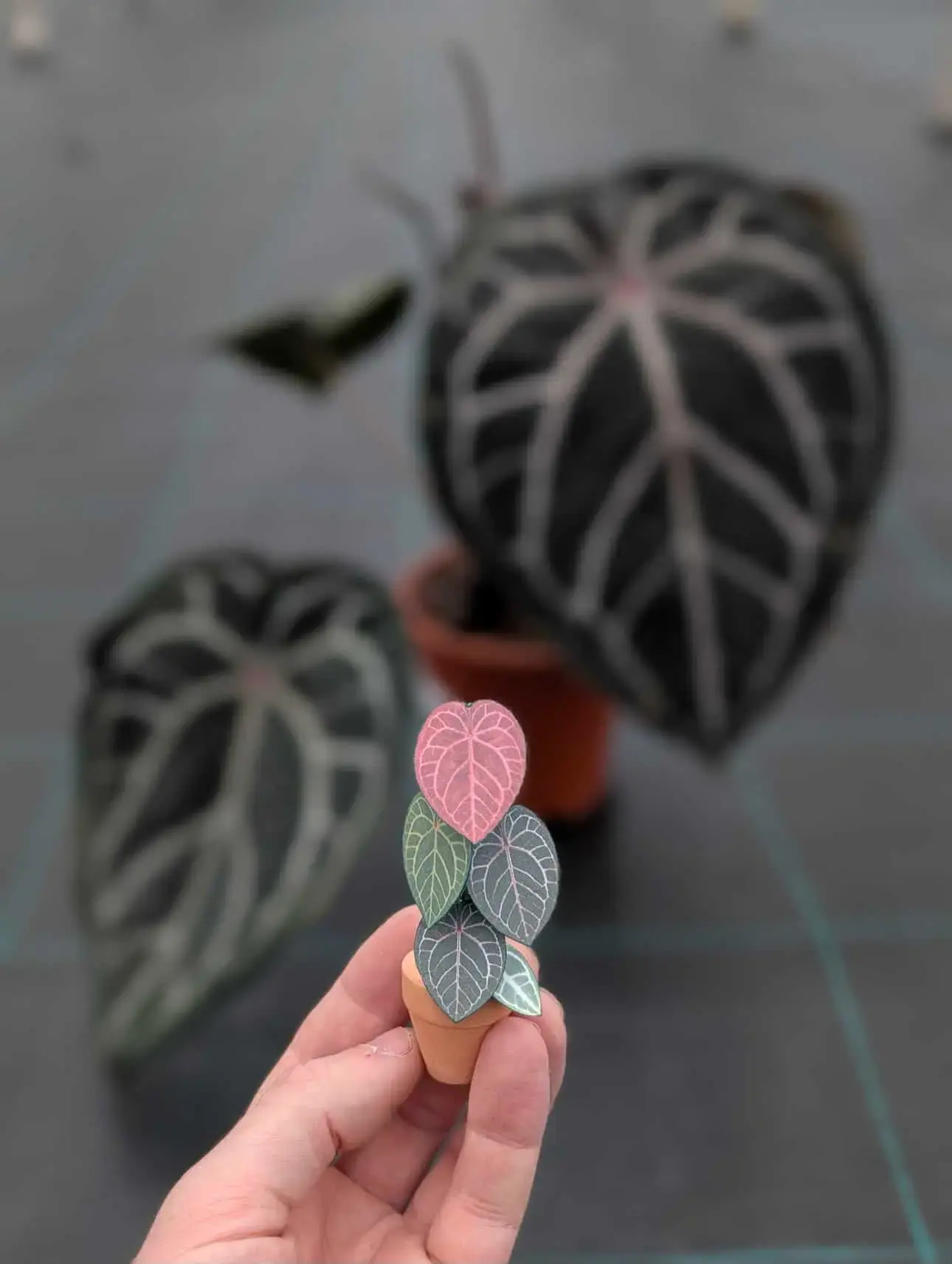 Grow Tropicals Anthurium Michelle