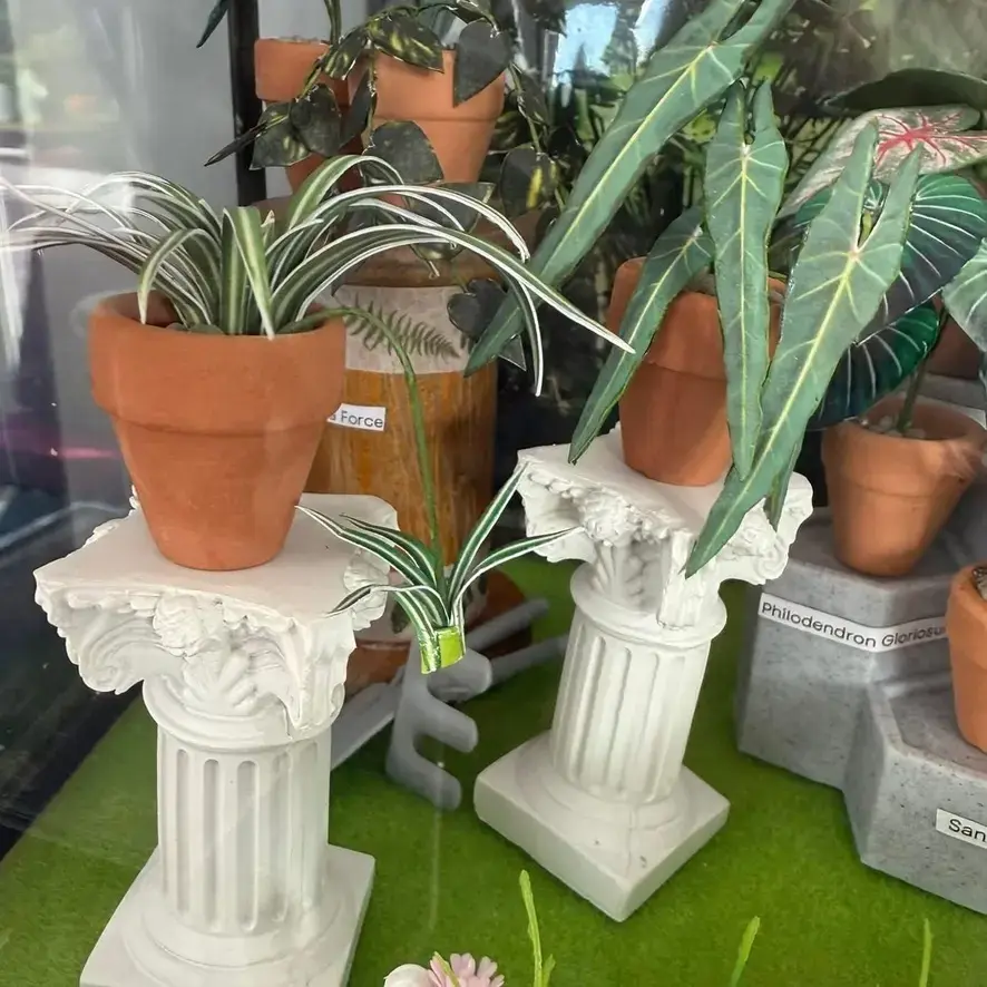 Spider Plant UGC 21
