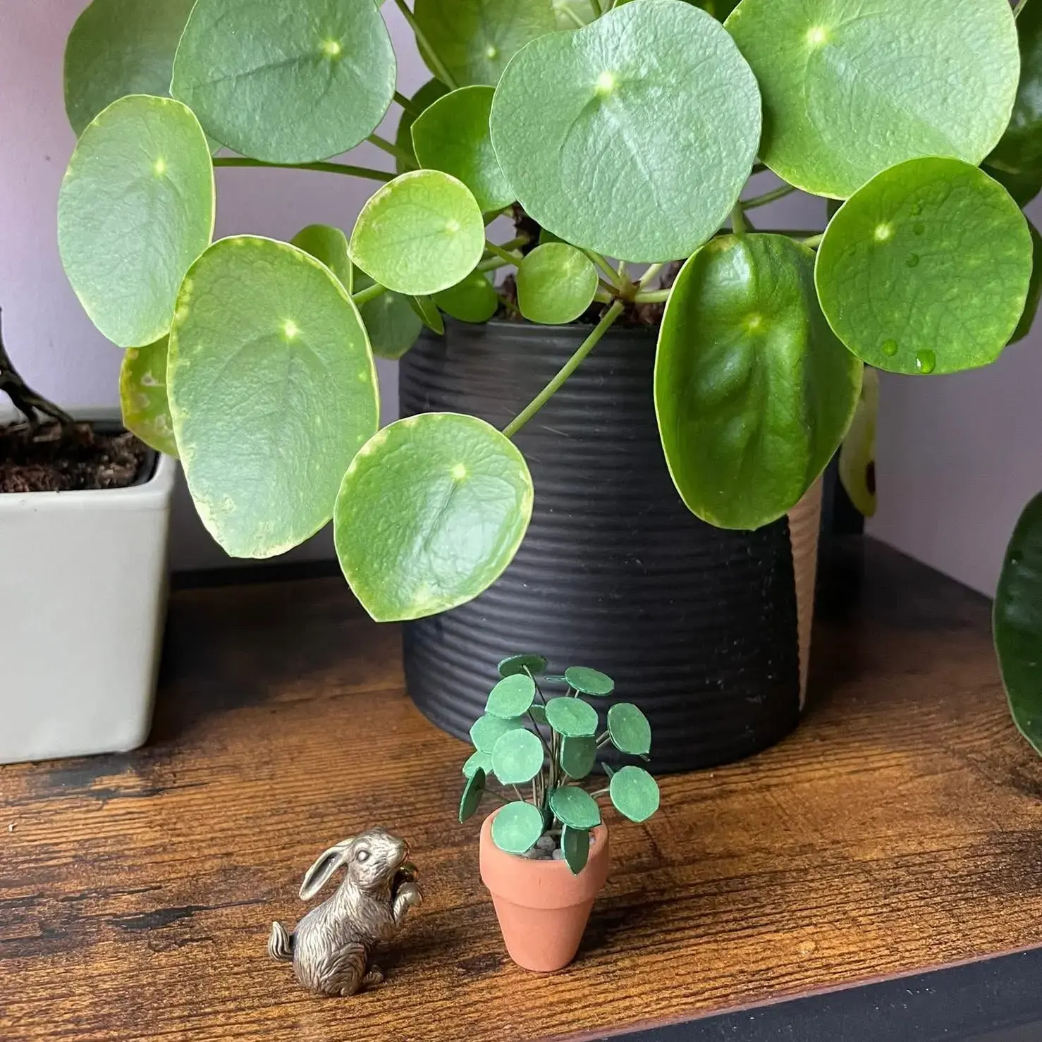 Pilea Peperomioides UGC 10