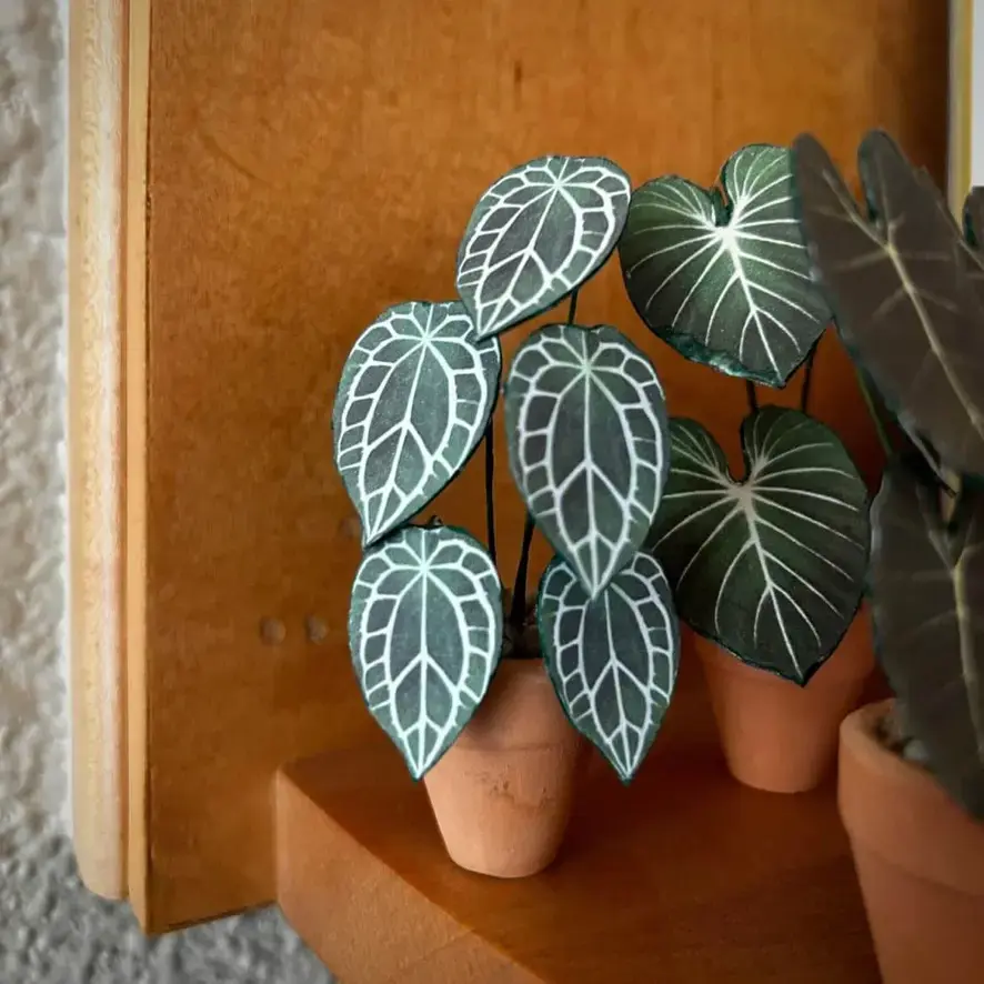 Anthurium Crystallinum UGC 7