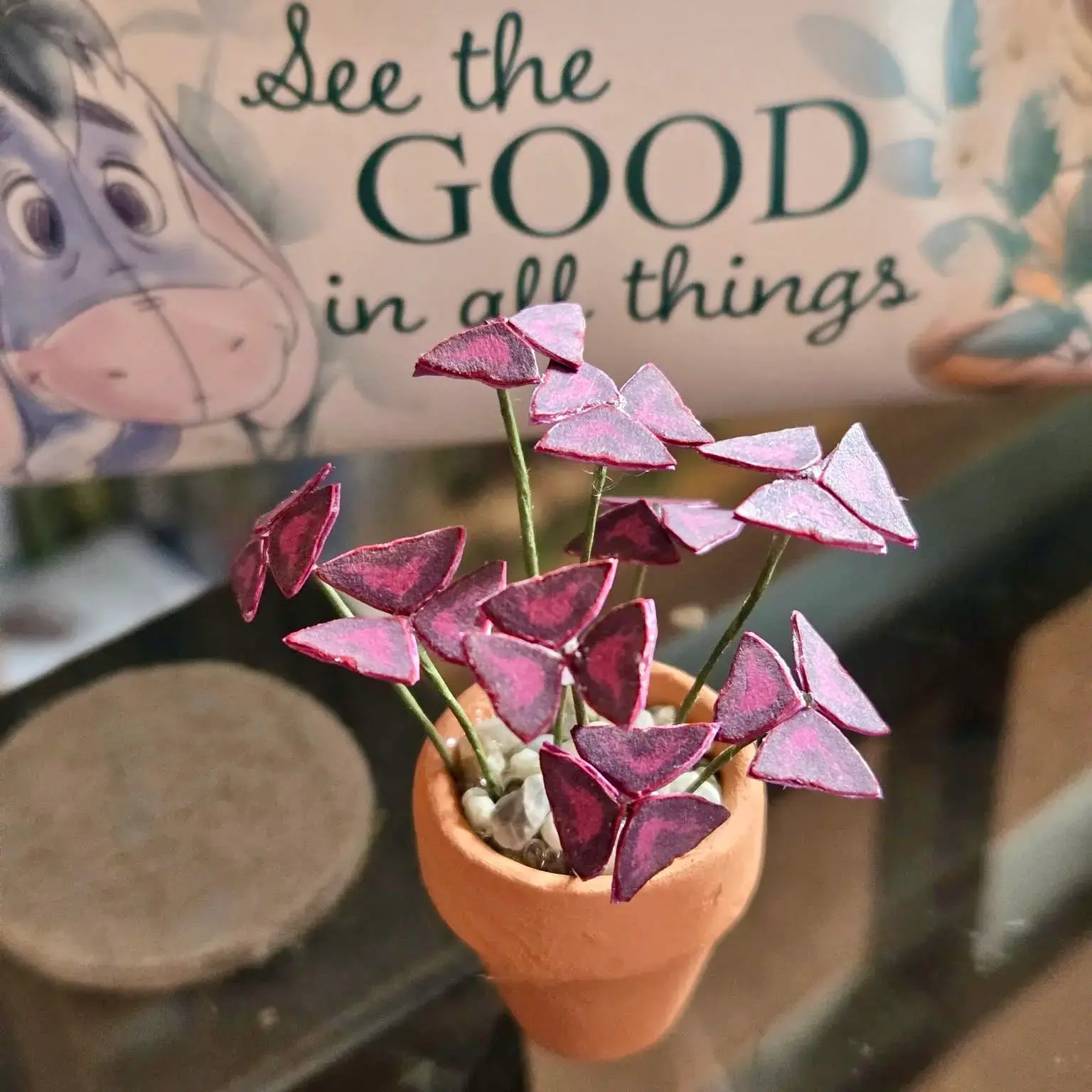 Oxalis Triangularis UGC 14