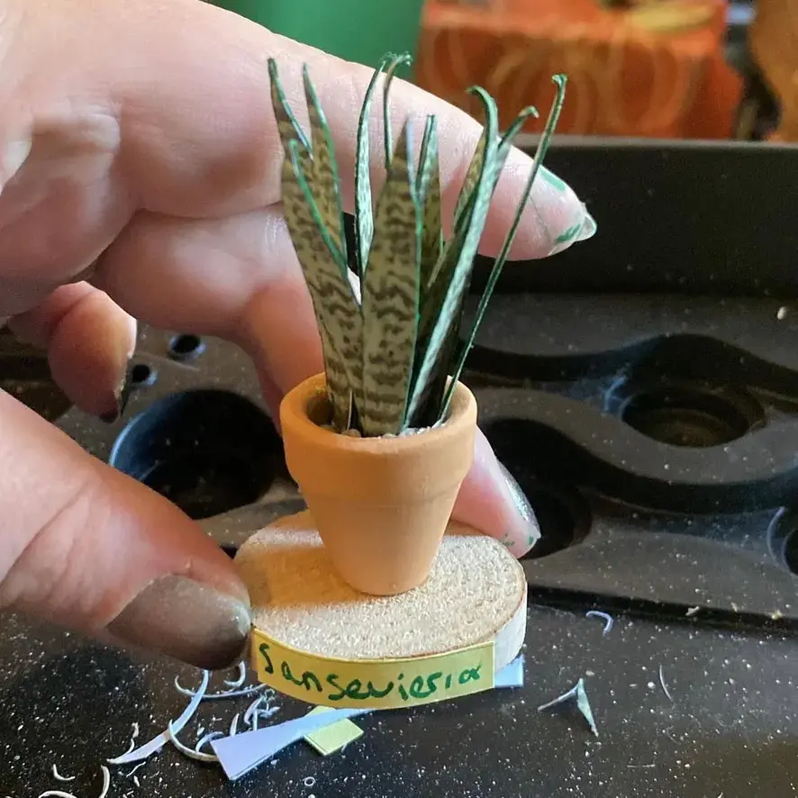 Sansevieria Snake Plant UGC 9