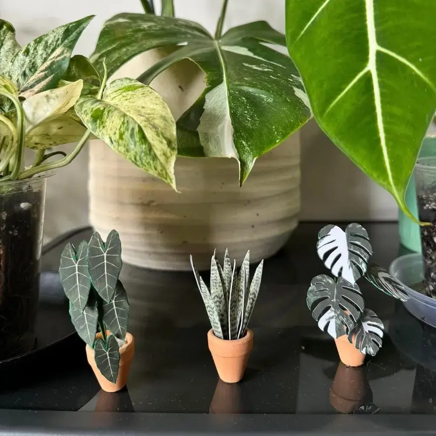Sansevieria Snake Plant UGC 12