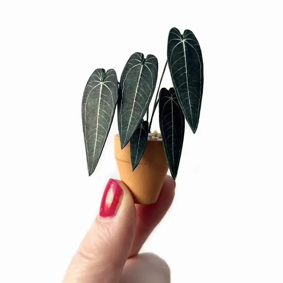 Queen Anthurium hand