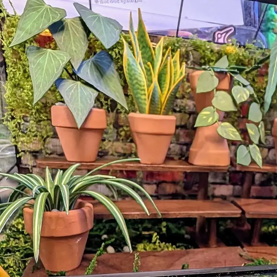 Spider Plant UGC 3