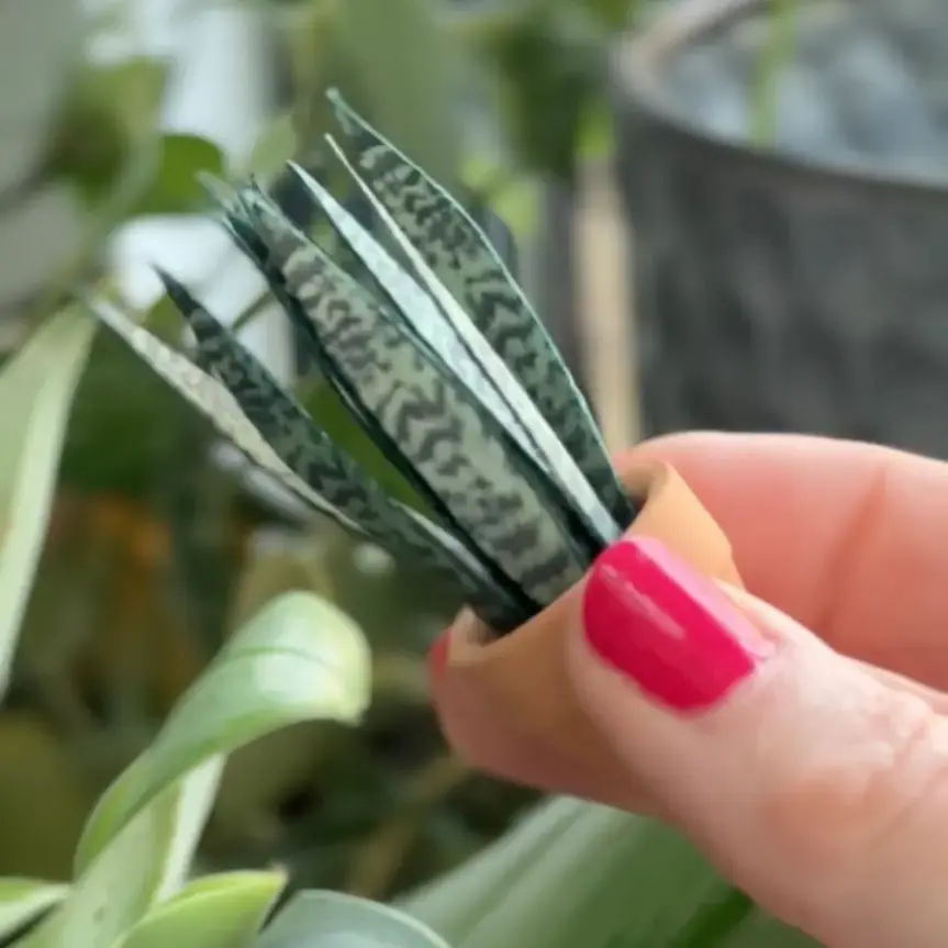 Sansevieria Snake Plant 1