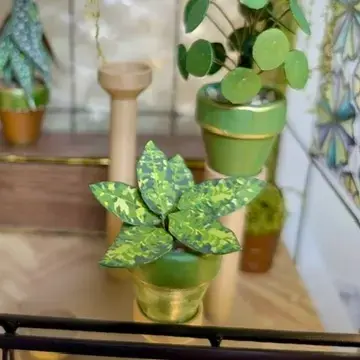 Pictum UGC 8