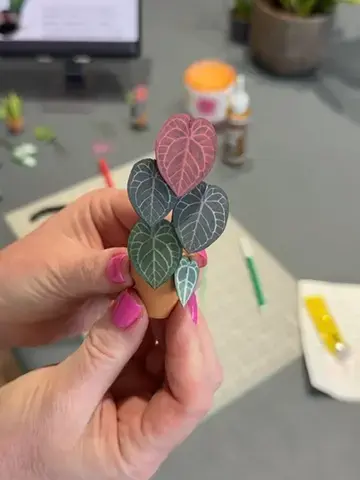 Anthurium Michelle After