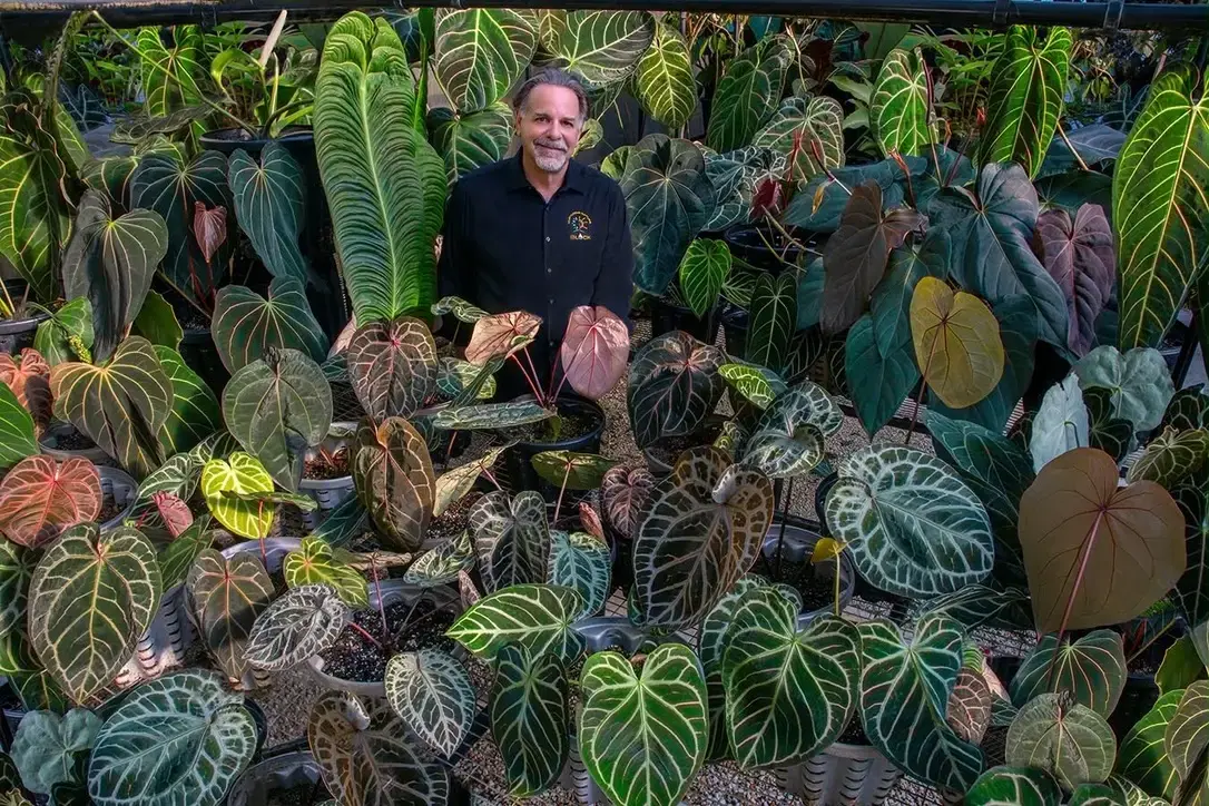 Doc Block Anthurium