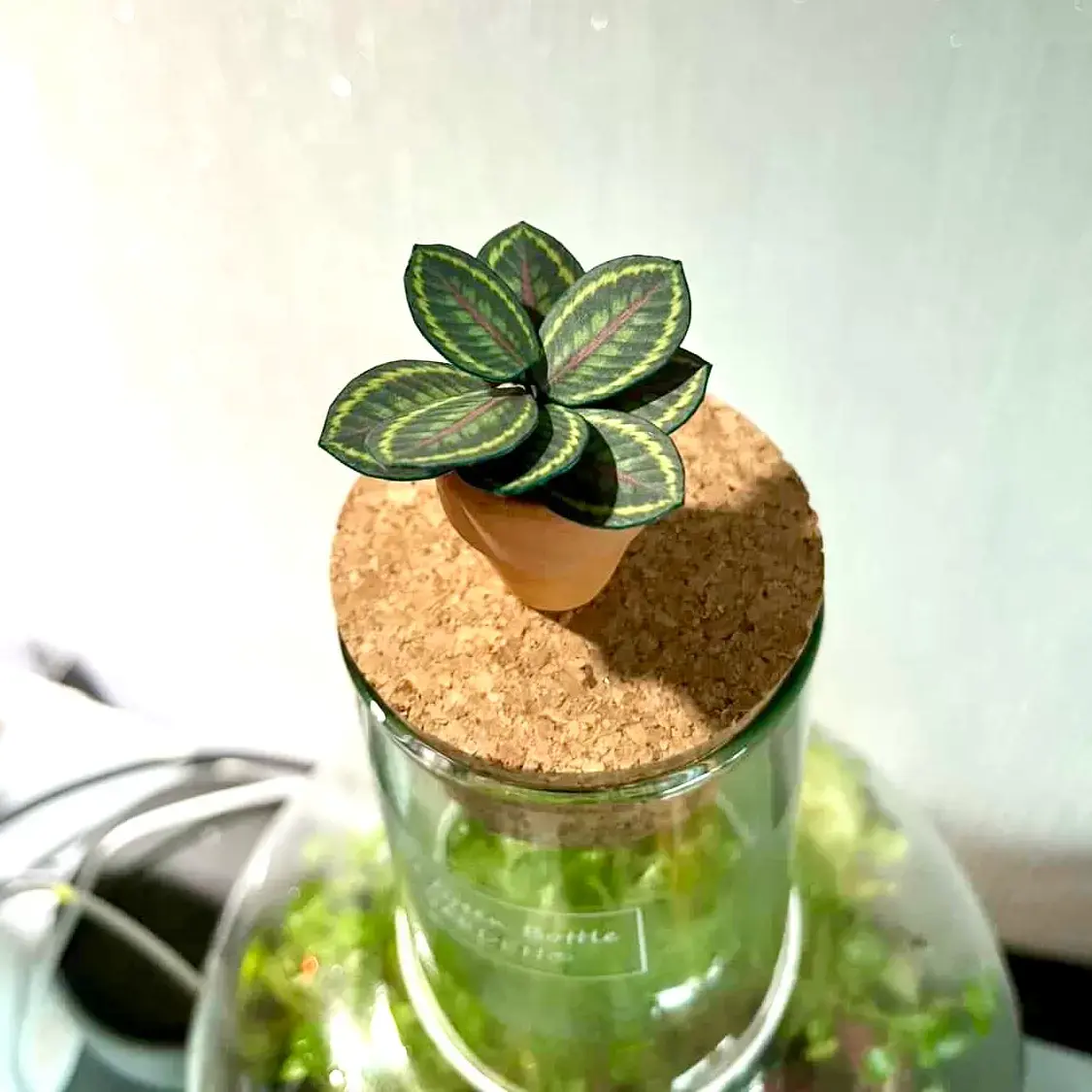 Calathea Medallion UGC 10