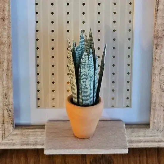 Sansevieria Snake Plant UGC 16