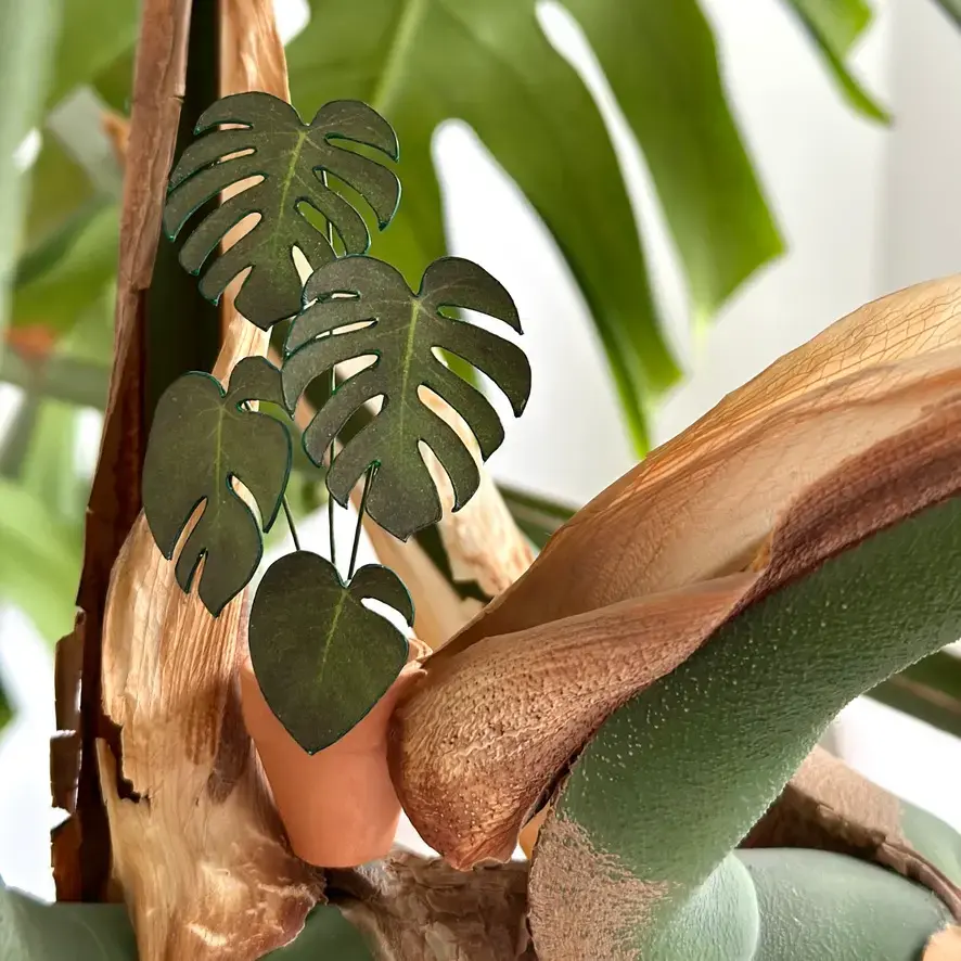 Monstera Deliciosa 1