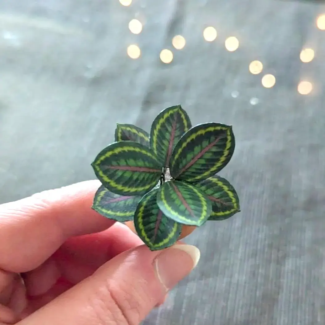 Calathea Medallion UGC 4