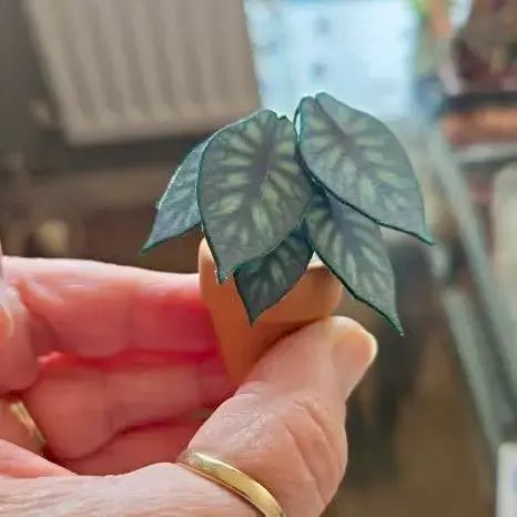 Alocasia Dragon Scale UGC 14