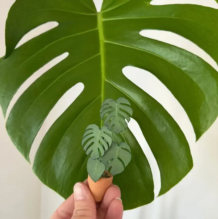 Monstera Deliciosa UGC 13