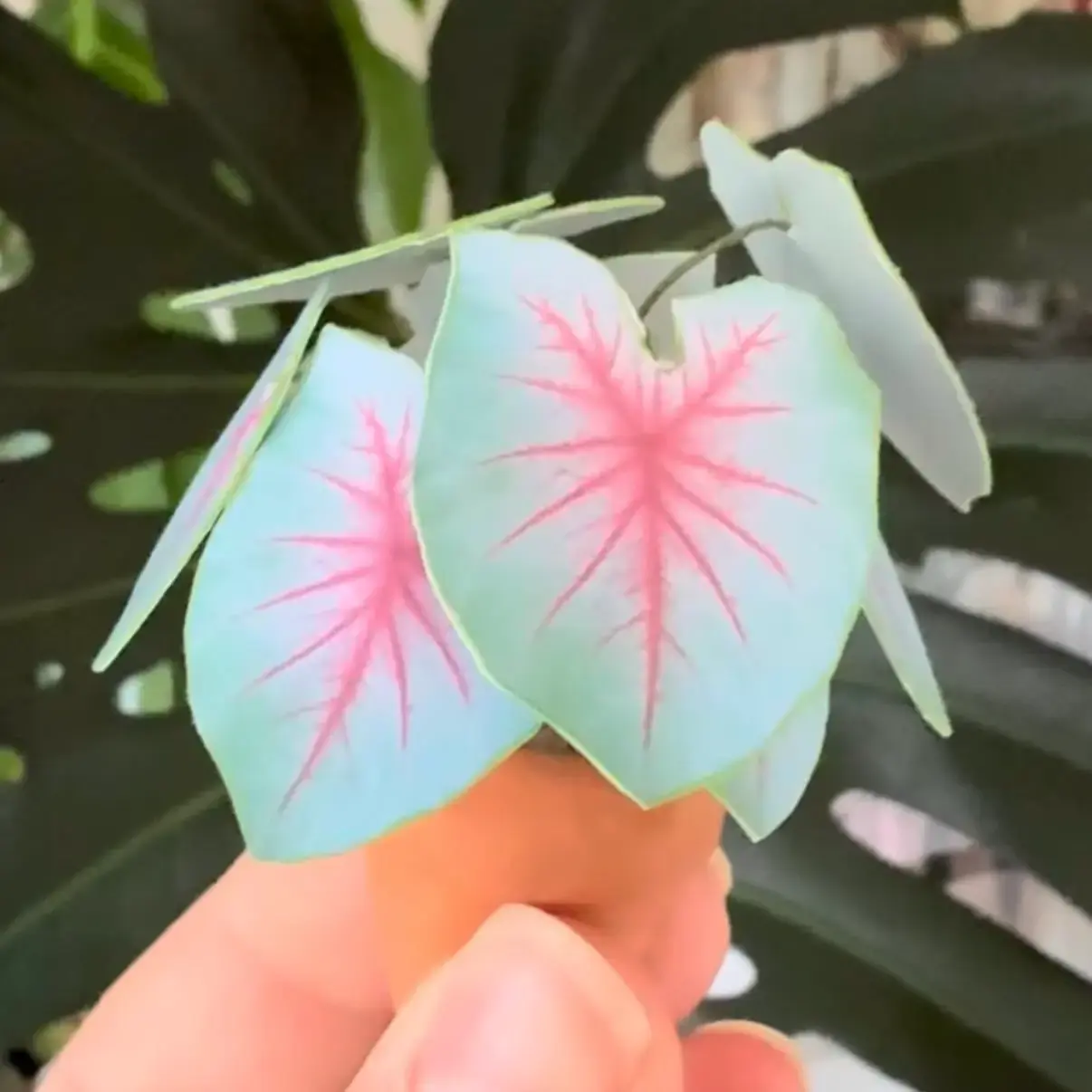 Caladium Mint Julep UGC 5