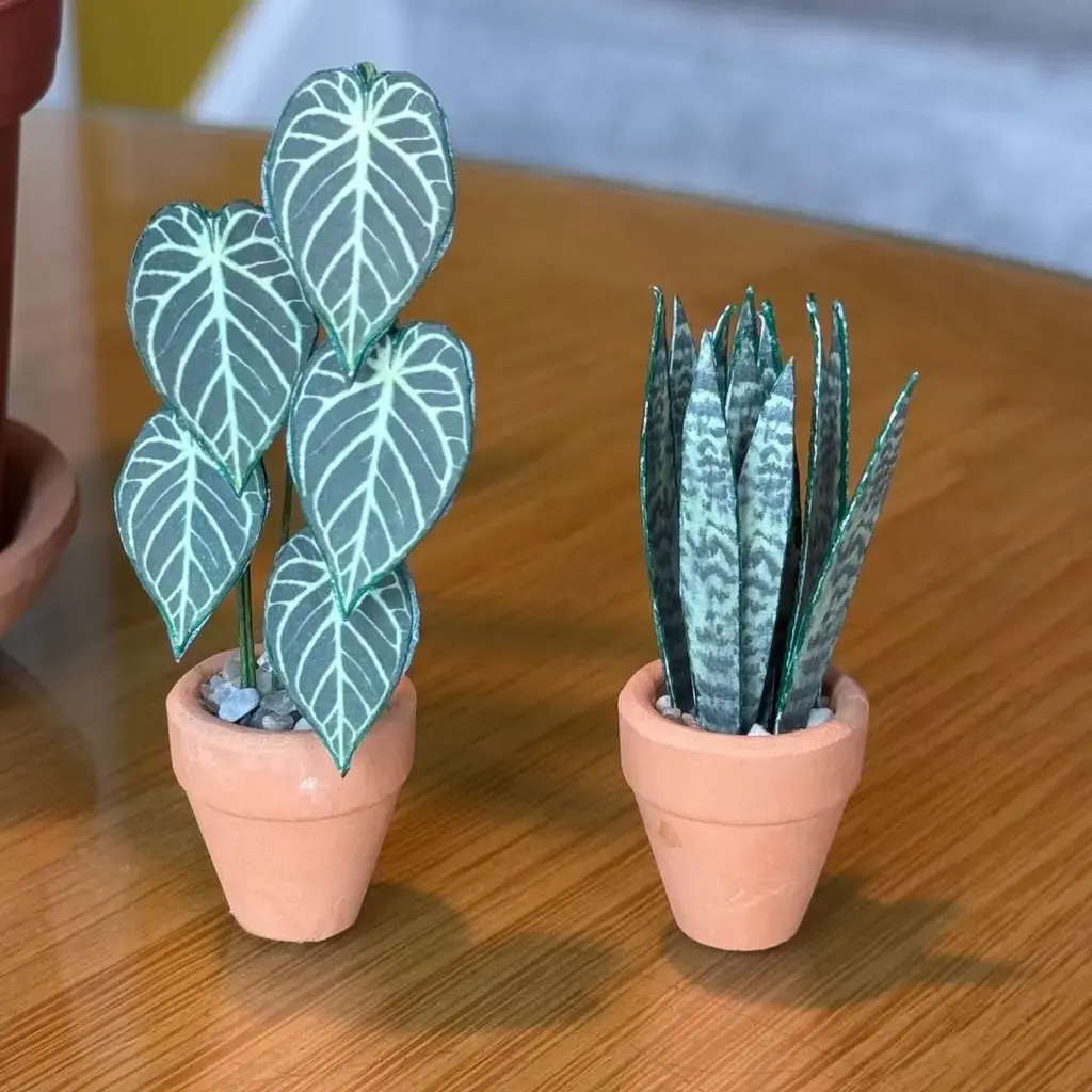 Sansevieria Snake Plant UGC 15