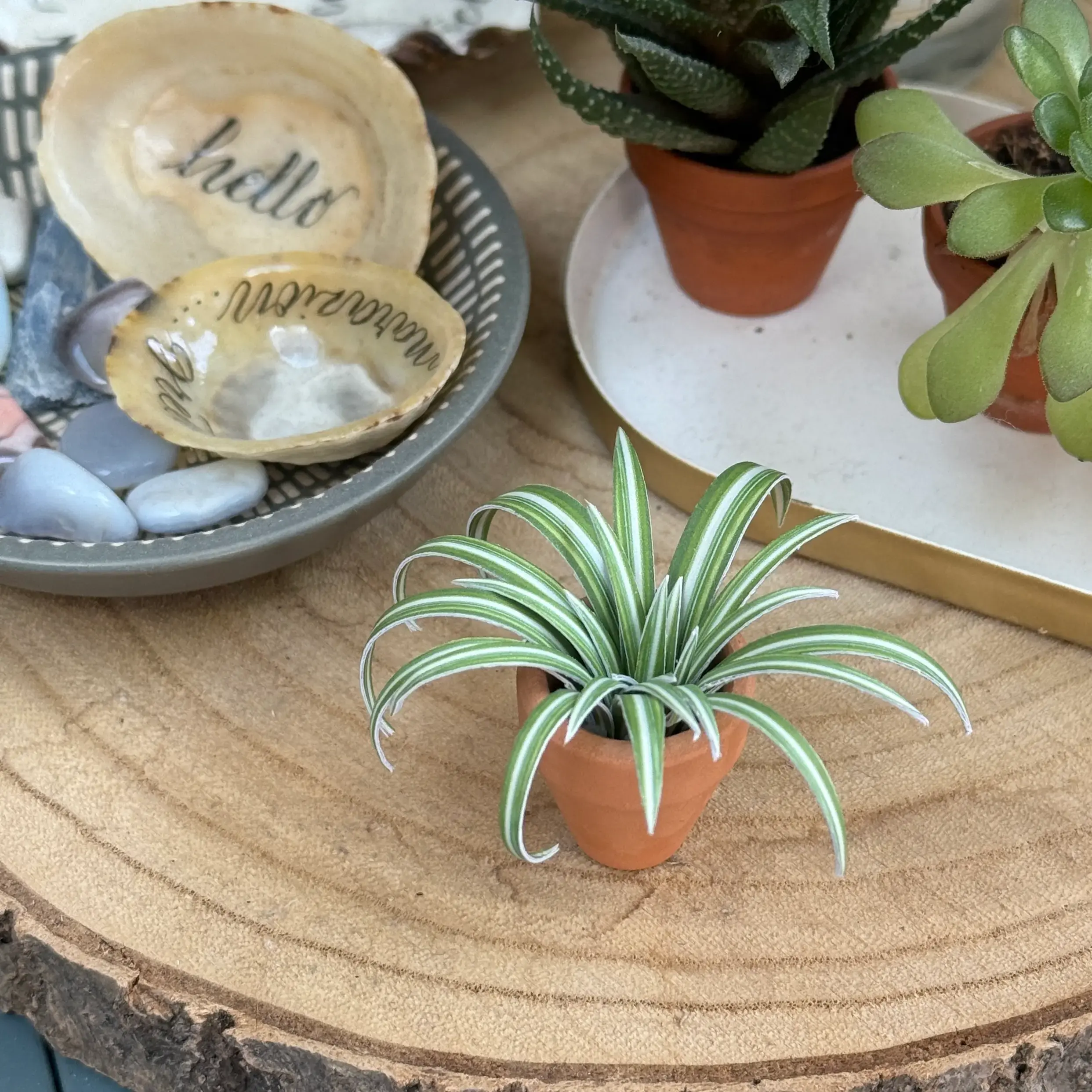 Spider Plant