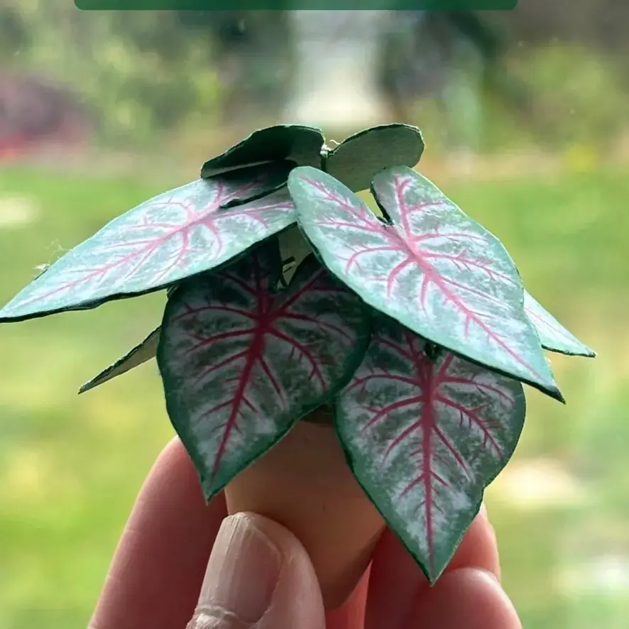 Caladium Rosebud UGC 1
