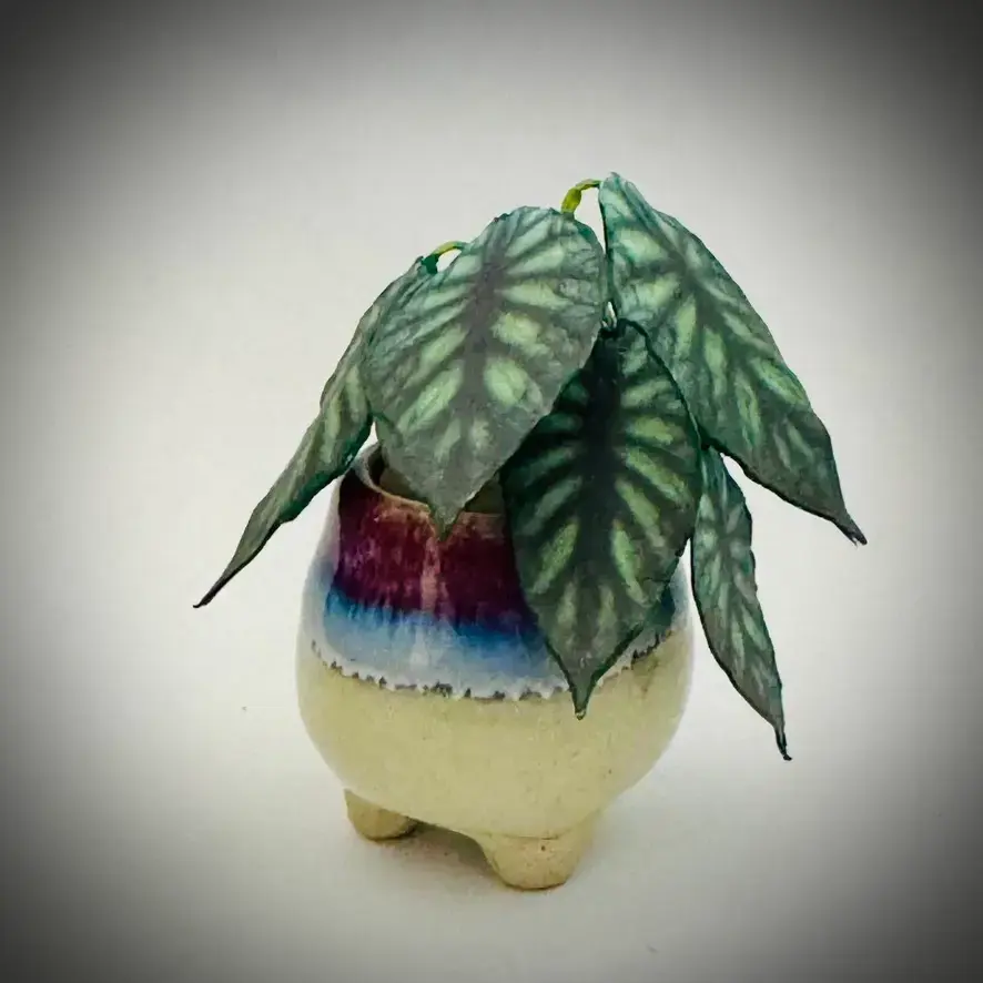 Alocasia Dragon Scale UGC 5