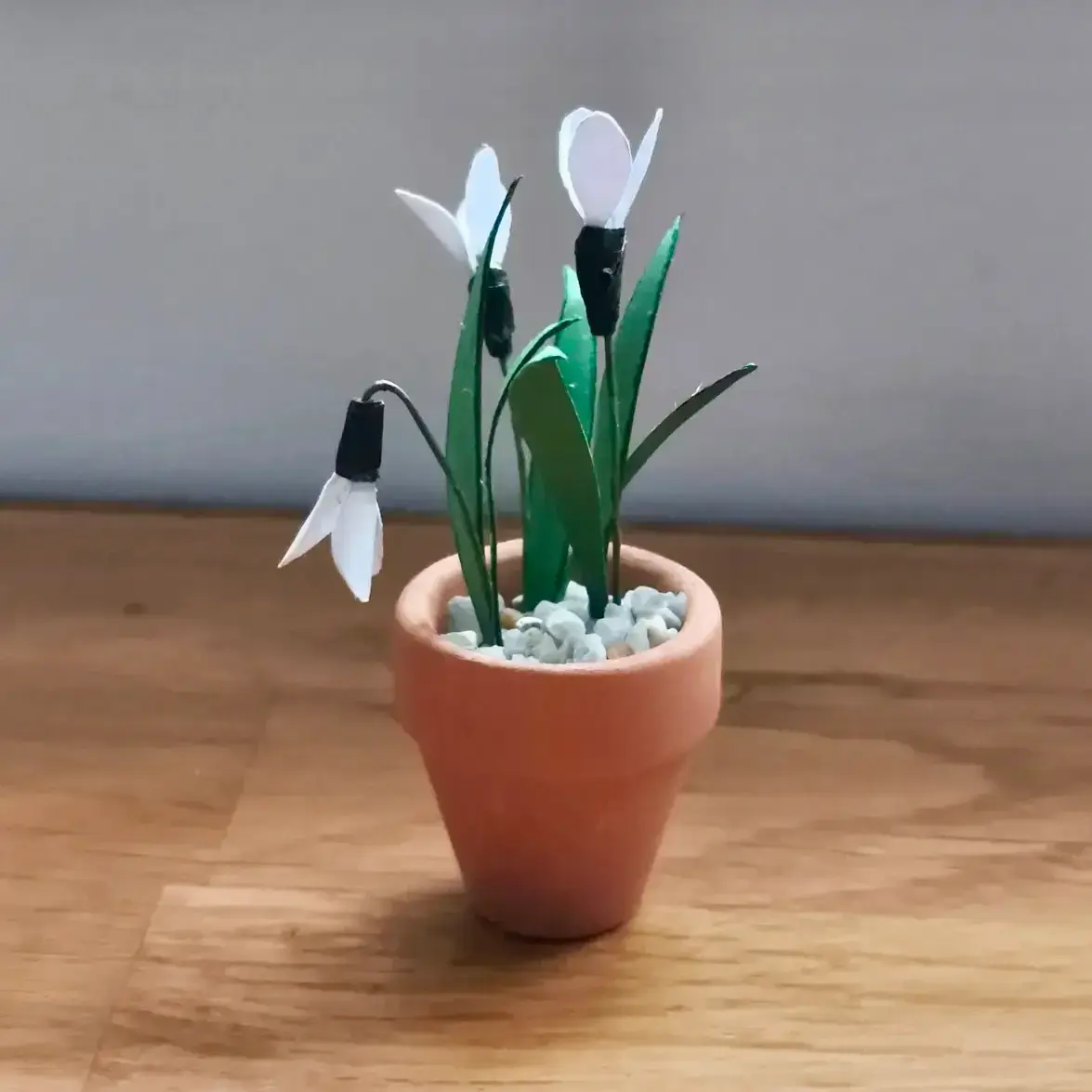 Snowdrop UGC 12