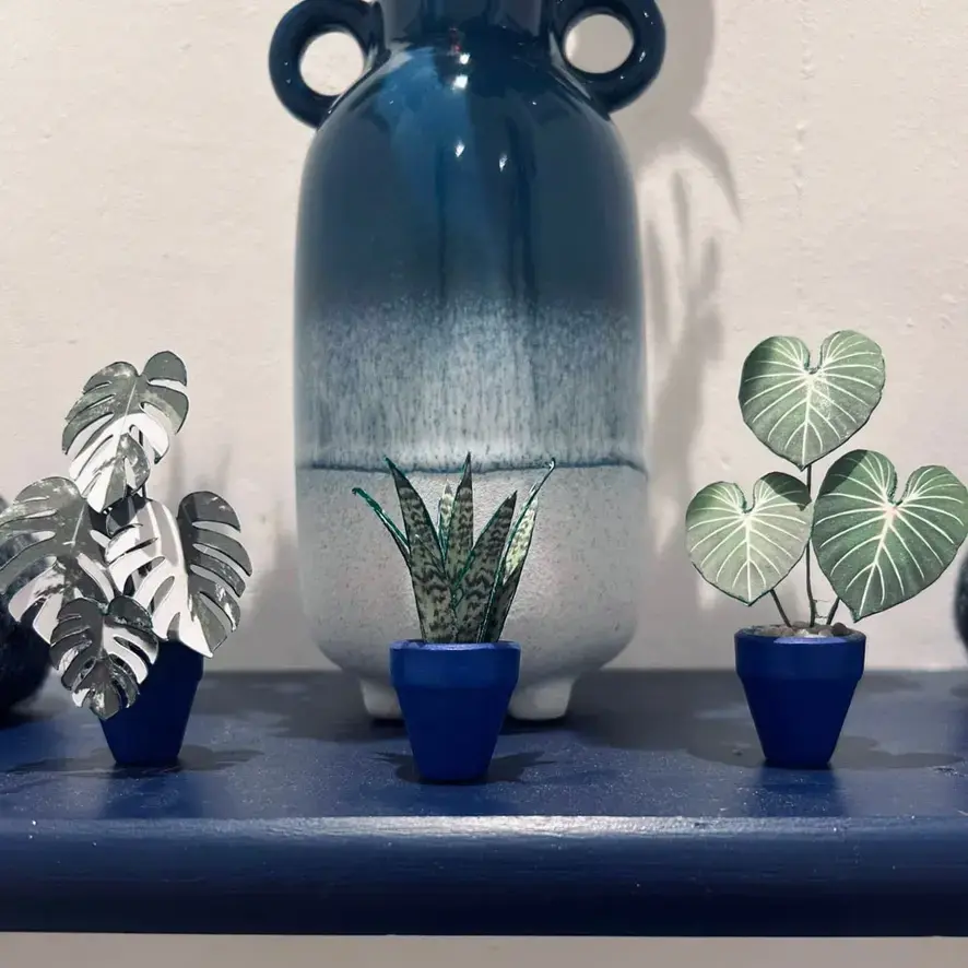 Sansevieria Snake Plant UGC 13