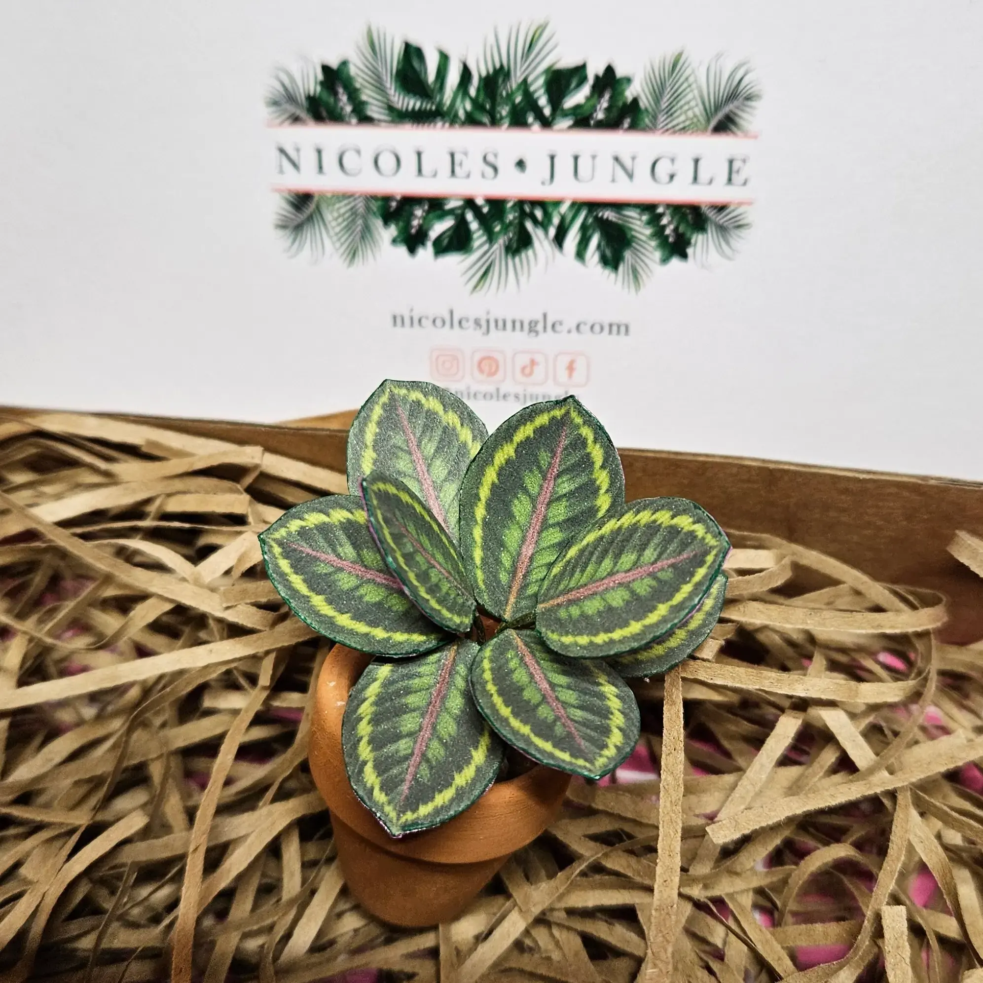 Calathea Medallion UGC 7