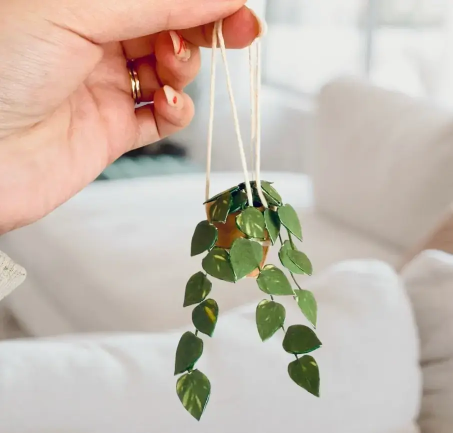 Pothos