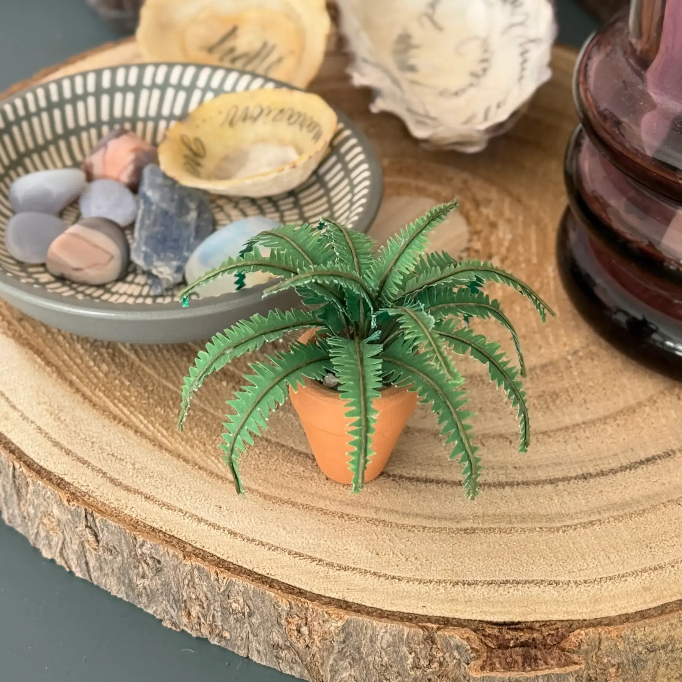 Boston Fern 1