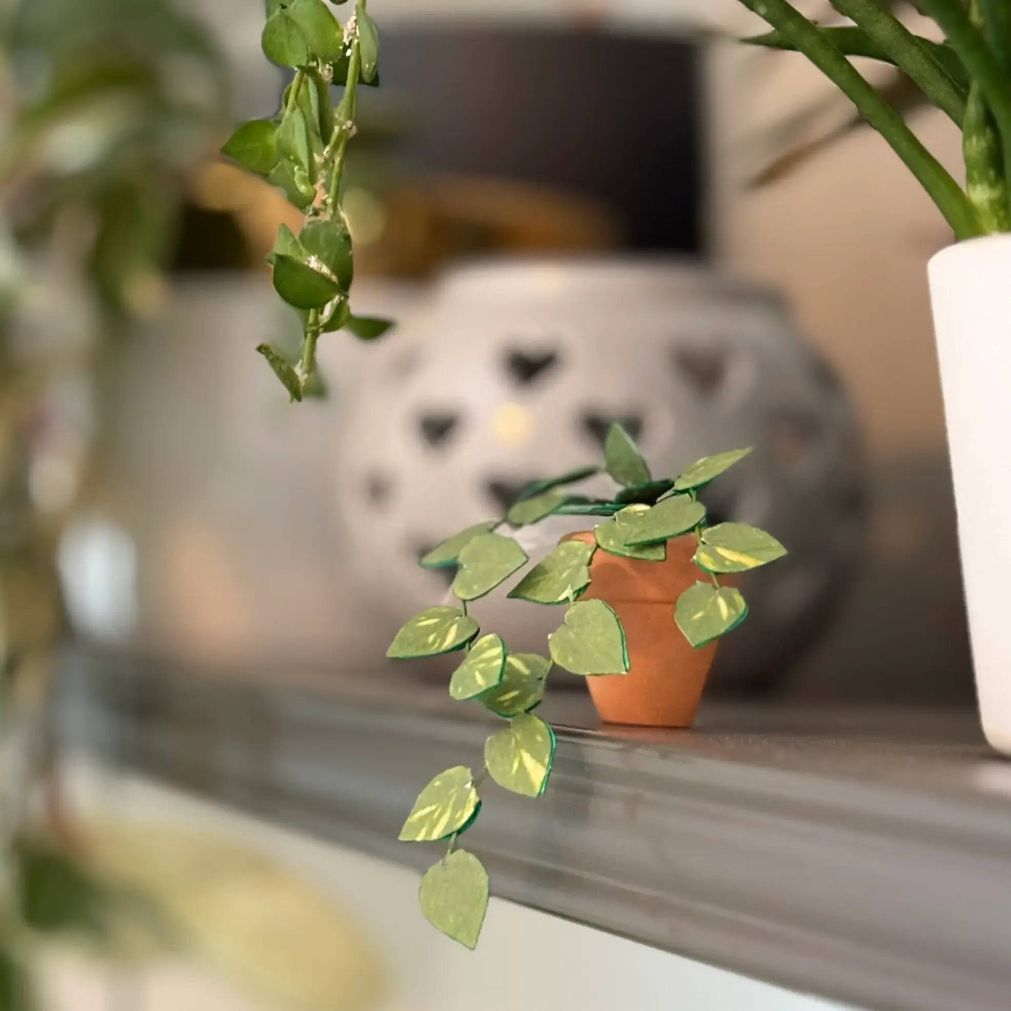 Pothos 1