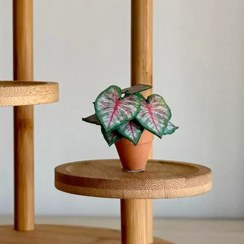 Caladium Rosebud UGC 21