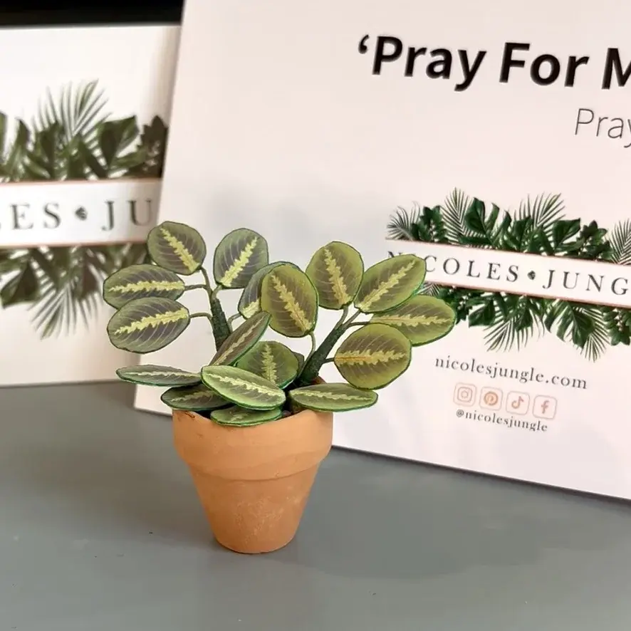 Prayer Plant UGC 10