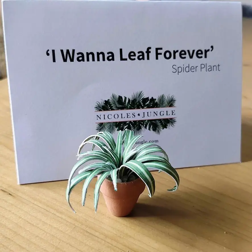 Spider Plant UGC 8